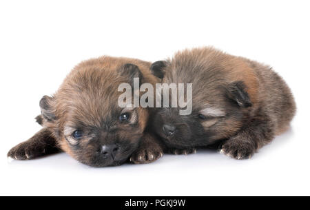 Pomeranian Welpen vor weißem Hintergrund Stockfoto
