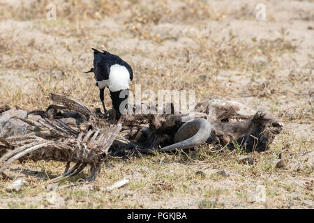 Skelett einer blauen, weißen Bart, gemeinsame Gnus Connochaetes Taurinus oder Gnu,, abgeholt werden sauber von einer Schnitzeljagd, ein Pied Crow-Corvus Albus Stockfoto