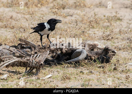 Skelett einer blauen, weißen Bart, gemeinsame Gnus Connochaetes Taurinus oder Gnu,, abgeholt werden sauber von einer Schnitzeljagd, ein Pied Crow-Corvus Albus Stockfoto