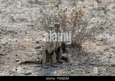 Zwei Kap oder afrikanischen Boden Eichhörnchen - Xerus inauris - nahe beieinander, auf Hinterbeinen in Etosha, Namibia Stockfoto