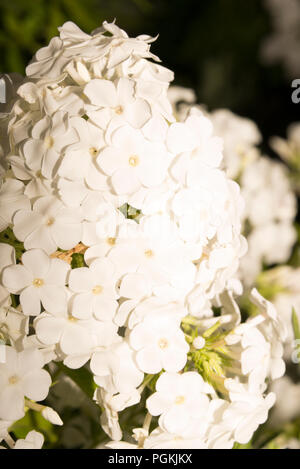 Weiße Hortensie Stockfoto