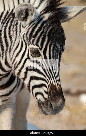 Headshot von baby Plains oder Burchell's Zebra - Equus Quagga oder Equus burchellii - im Etosha, Namibia. Stockfoto