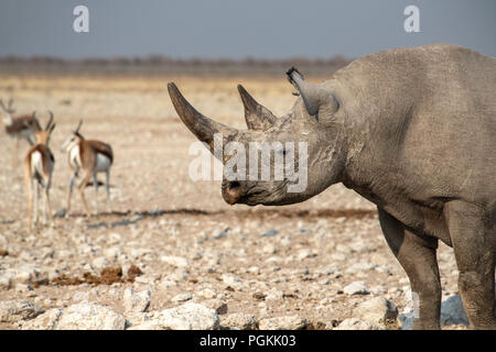 Kopf- und Vorderviertel von Black Rhino oder Haken - die Nashörner - Diceros bicornis - in der Nähe von einem Wasserloch im Etosha, Namibia. Stockfoto