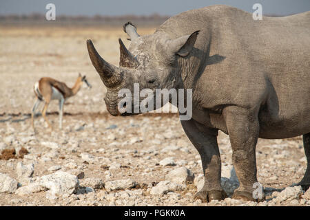 Kopf- und Vorderviertel von Black Rhino oder Haken - die Nashörner - Diceros bicornis - in der Nähe von einem Wasserloch im Etosha, Namibia. Stockfoto