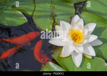 Fütterung für Goldfische im Teich Lilly Stockfoto