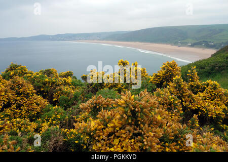 Stechginster Busch mit Putsborough und Woolacombe Strand in Morte Bay von Nappe Klippe an der South West Coastal Path in Devon, England, UK. Stockfoto