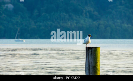 Gull sitzen im warmen Sonnenuntergang Sonnenlicht auf Poller am Wasser Stockfoto