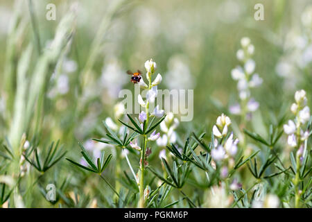 Hummel auf der grünen Wiese lupin Stockfoto