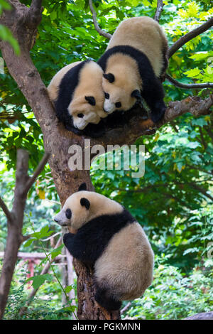 Zwei riesige Pandas spielen in einem Baum in den Tag Stockfoto