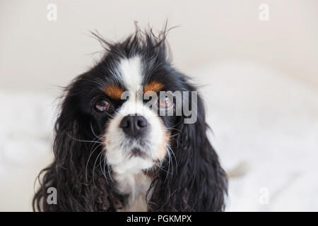 Portrait eines Hundes, Cavalier Spaniel mit unordentlichen Haar Stockfoto