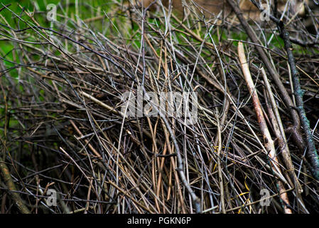 Haufen Reisig und Holz auf grünem Gras vor dem hintergrund der grünen Wald draußen Brennholz im Wald gestapelt. Trocken gefallene Bäume. Trockene Zweige sind die Ursache für Waldbrände im Sommer Stockfoto