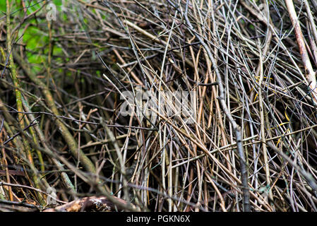 Haufen Reisig und Holz auf grünem Gras vor dem hintergrund der grünen Wald draußen Brennholz im Wald gestapelt. Trocken gefallene Bäume. Trockene Zweige sind die Ursache für Waldbrände im Sommer Stockfoto