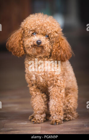 red toy poodle deutsch