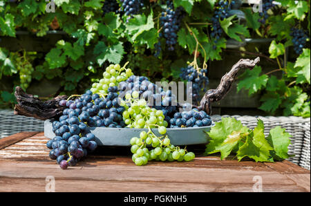 Dekoration Trauben, blaue und weiße Trauben auf einer Skala mit Trauben Äste und Blätter und die Traube als Hintergrund Stockfoto