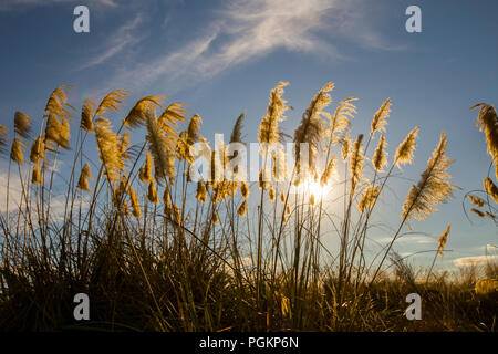 Die Sonne am Strand in Neuseeland. Stockfoto