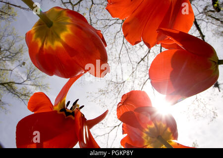 Rote Blumen wachsen in Richtung der Sonne in einem kleinen Garten außerhalb von Savannah, Georgia. Stockfoto