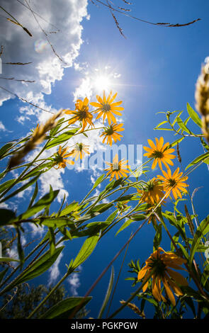 Wilde Blumen wachsen auf einem Hügel im Zentrum von Ohio auf einem Bauernhof. Stockfoto