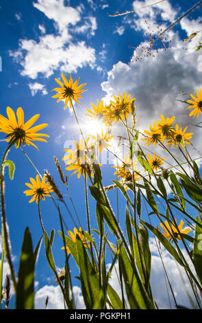 Wilde Blumen wachsen auf einem Hügel im Zentrum von Ohio auf einem Bauernhof. Stockfoto