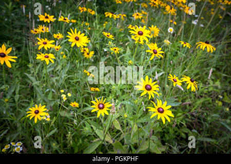 Wilde Blumen wachsen auf einem Hügel im Zentrum von Ohio auf einem Bauernhof. Stockfoto