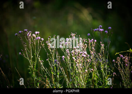 Wilde Blumen in einem Land. Stockfoto