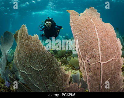 Die Erkundung der Ventilator Korallen, Ostküste von Bonaire, Niederländische Antillen Stockfoto