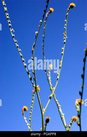 Blumen wachsen auf einer alten Piste außerhalb Reno, Nevada. Stockfoto