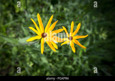 Eine alte rote Scheune fades zu Wetter und Sonne auf einem alten Bauernhof in Central Ohio. Stockfoto