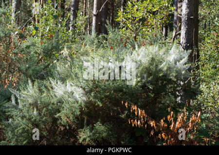 Web Der stechginster Spider mite (Tetranychus lintearius) über einen ginster Bush in Hampshire, Großbritannien. Diese milbe ist für biologische Schädlingsbekämpfung eingesetzt. Stockfoto