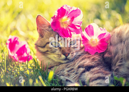 Portrait der Sibirischen Katze im Freien mit Rote Malve Blumen auf dem Kopf. Die Katze in einem Garten im Sommer liegen Stockfoto