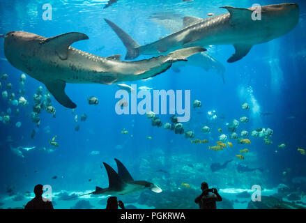 Atlanta Georgia Aquarium bietet den Besuchern eine atemberaubende Unterwasserwelt als riesige Walhaie und Mantas schwimmen mit zwei menschliche Taucher. Stockfoto