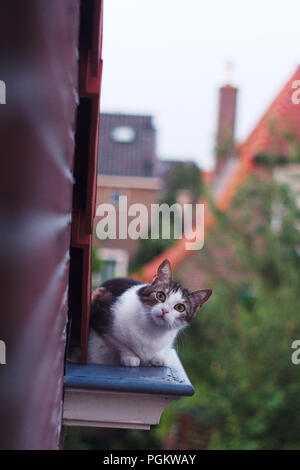 Eine Katze in der Dachrinne sitzen, vorbei an Vögeln. Stockfoto