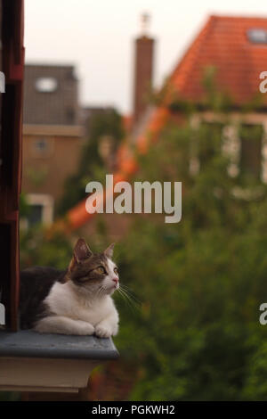 Eine Katze in der Dachrinne sitzen, vorbei an Vögeln. Stockfoto