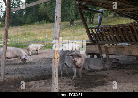 Die Freilandhaltung von Schweinen in einem Tier freundlich im Freien auf einem Hof in Bulgarien gehalten Stockfoto