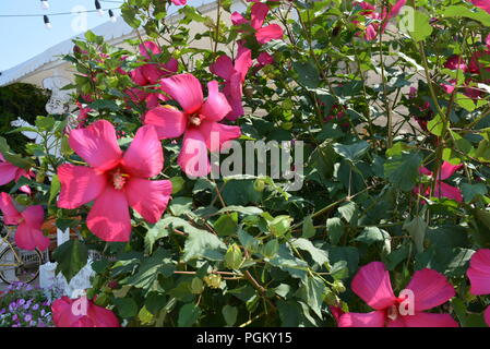 Leuchtend rot, kirschrot, fuchsiafarbene Hibiskusblüten, Alvaceae mit Blättern auf einem sanften blauen Hintergrund. Stockfoto
