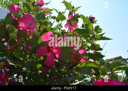 Leuchtend rot, kirschrot, fuchsiafarbene Hibiskusblüten, Alvaceae mit Blättern auf einem sanften blauen Hintergrund. Stockfoto