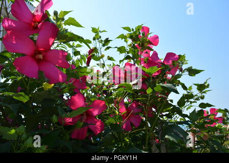 Leuchtend rot, kirschrot, fuchsiafarbene Hibiskusblüten, Alvaceae mit Blättern auf einem sanften blauen Hintergrund. Stockfoto