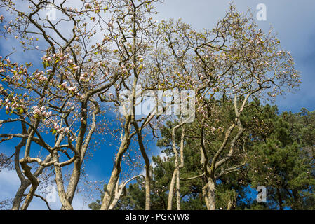 Wunderschöne reife Magnolia in voller Blüte im Frühling Sonnenschein. Stockfoto