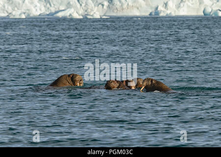 Walrosse schwimmen im Meer vor dem Gletscher Bråsvellbreen, arktische Eiskappe Austfonna , Nordaustlandet, Spitzbergen-Archipel, Norwegen Stockfoto