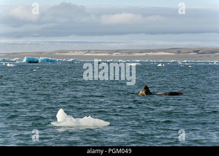 Gruppe der Walrosse schwimmen im Meer vor und Touristen hinter in der Nähe von Bråsvellbreen, Austfonna, Nordaustlandet, Svalbard, Norwegen Stockfoto