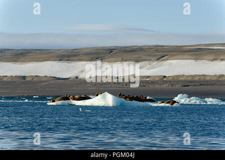 Gruppe von walrues auf einer Eisscholle, Nordaustlandet, Svalbard, Norwegen ruhen Stockfoto