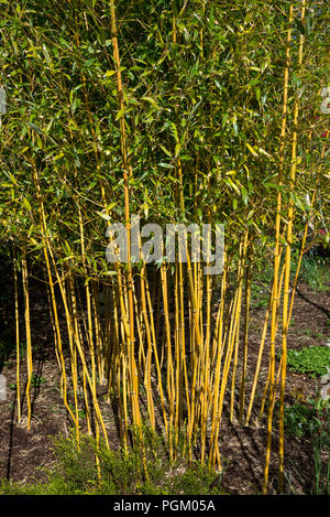 Phyllostachys aureosulcata f. Californica. Eine gelbe resultierte Form von Bambus. Stockfoto