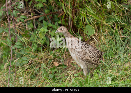 Roaming Fasan Küken, 10 Wochen alt, Großbritannien Stockfoto