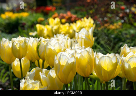 Eine gelbe Form der Tulip glühende Mitte Frühling Sonnenschein. Stockfoto