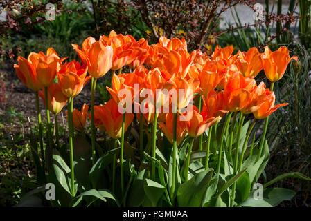 Tulipa 'Orange Kaiser'. Ein Büschel des schönen orange Tulpen Blüte in der Mitte der Frühlingssonne. Stockfoto