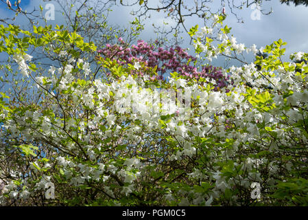 Reines weiß Azalee in voller Blüte im Frühling Garten. Stockfoto