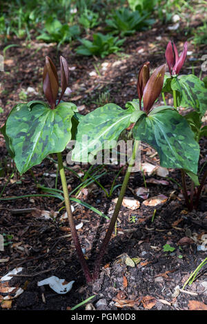 Trillium Chloropetalum var. Giganteum. Ein Frühling blühende Schatten liebende mehrjährige Pflanze. Stockfoto
