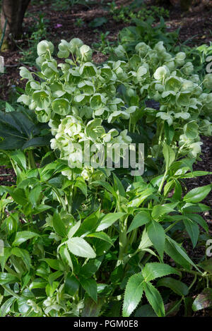 Helleborus Corsicus (Helleborus argutifolius), ein Frühling blühende Nieswurz mit ungewöhnlichen grünen Blumen. Stockfoto