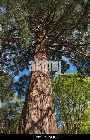 Grob strukturierte Rinde eines Redwood Baum im Garten im Norden von Wales. Stockfoto