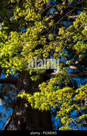 Hell Grün neues Laub auf einer ausgereiften Japanischen Acer im Frühling Garten. Stockfoto