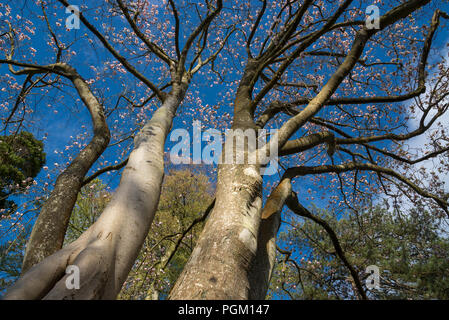 Reifen Magnolia x Veitchii' Peter Veitch' vor blauem Frühlingshimmel. Stockfoto